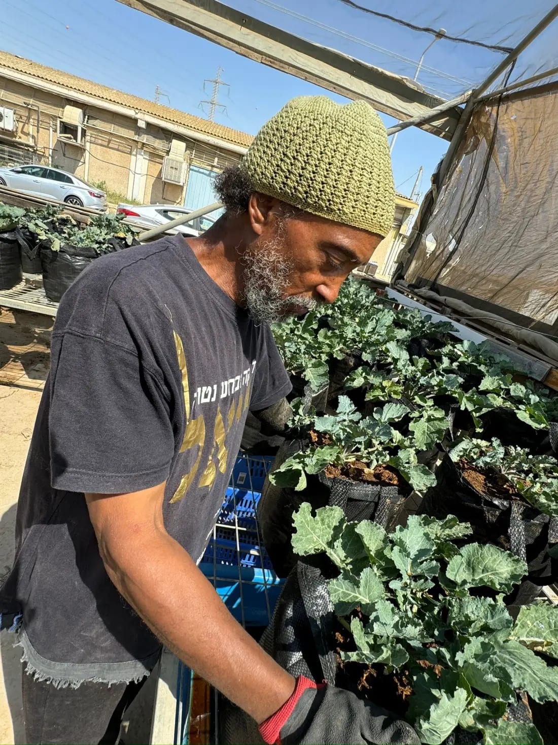 Community grower inspecting kale trays inside the greenhouse