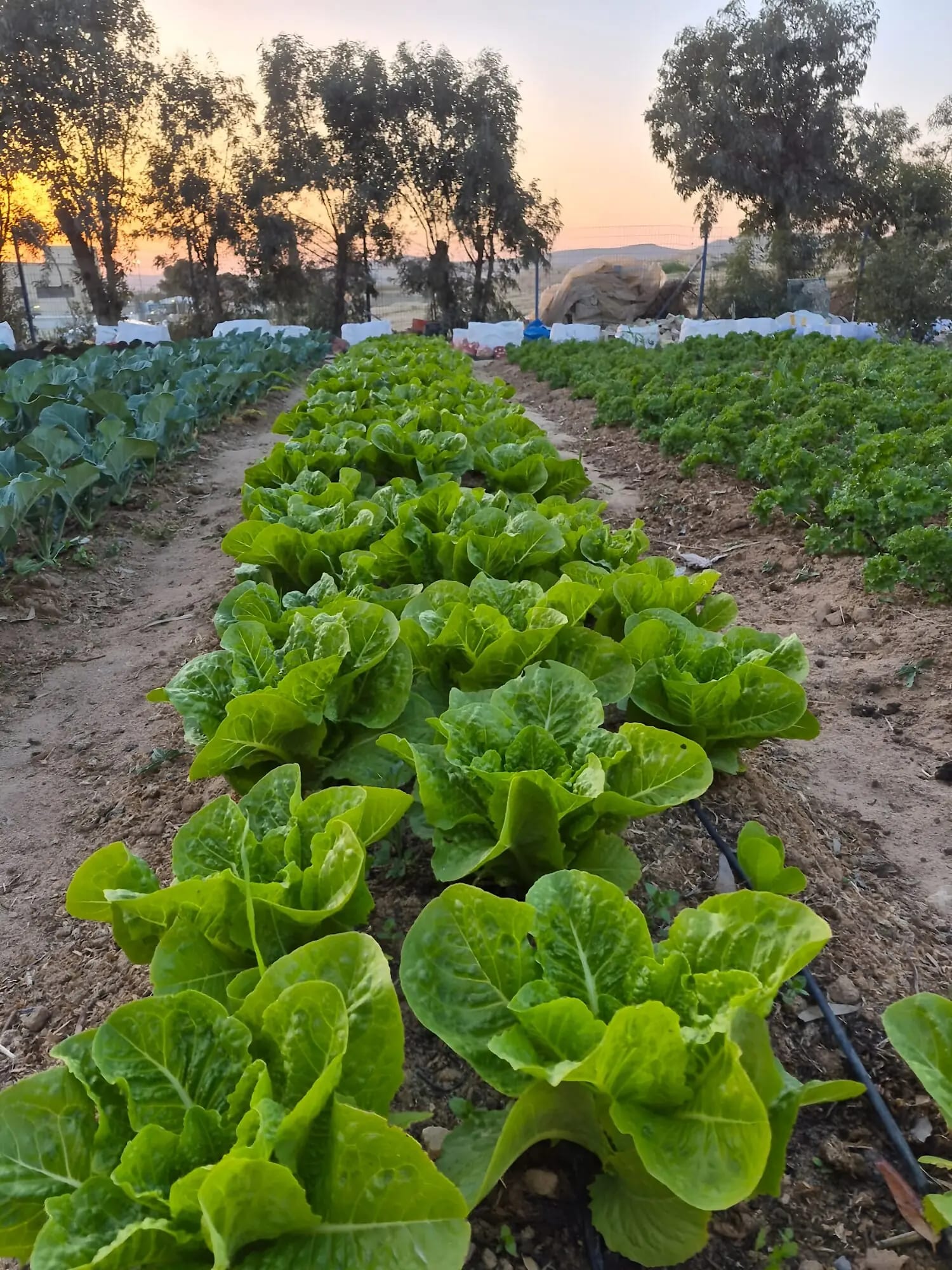 Village of Peace gardens and community life in Dimona