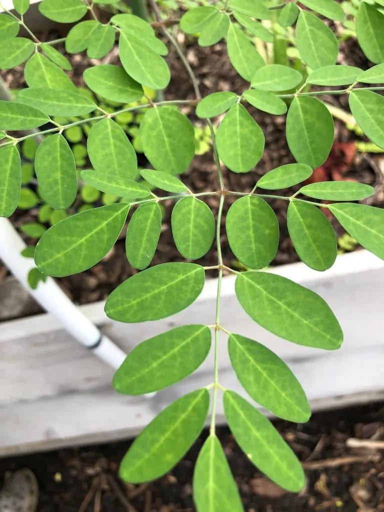 Close view of green moringa leaves on a stem above a raised wooden planting bed